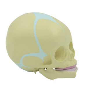Modelo de cabeza fetal de 30 semanas de gestación DARHMMY con base para ciencia médica - Product Image 5