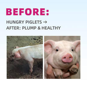 Suplemento para Lactação de Porcas |   Estimula o Fluxo de Leite, Melhora a Qualidade, Previne Mastite | Promove Nutrição e Crescimento Saudável - Product Image 5