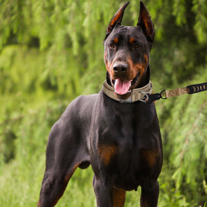 Collar de perro de servicio pesado ajustable personalizable Pastor Alemán de nailon táctico para caminar - Product Image 6