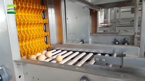 Convoyeur <span class=keywords><strong>anti</strong></span>-casse pour œufs destiné à la collecte automatique des œufs dans les fermes avicoles d'élevage en cage - Product Image 4