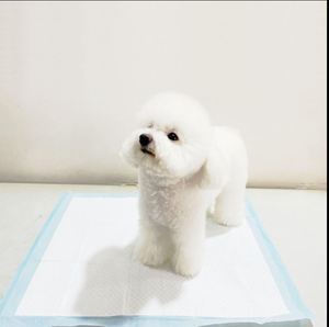 แผ่นรองซับฉี่สุนัขแบบใช้แล้วทิ้ง ขนาด 60x60 ซม. ซุปเปอร์ซึมซับ ป้องกันการรั่วซึม สำหรับสุนัขและลูกสุนัข ฝึกขับถ่าย ซับฉี่ ซับปัสสาวะ ผลิตจากโรงงาน - Product Image 6