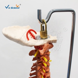 Modelo de <span class=keywords><strong>esqueleto</strong></span> de columna vertebral de Color de ciencia médica, modelo de educación médica de Anatomía de columna vertebral, <span class=keywords><strong>esqueleto</strong></span> de tamaño real - Product Image 3