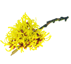 Toverhazelaar Poeder Natuurlijke Bulk <span class=keywords><strong>Hamamelis</strong></span> Virginiana <span class=keywords><strong>Extract</strong></span> Poeder 10:1 Toverhazelaar <span class=keywords><strong>Extract</strong></span> Poeder - Product Image 3