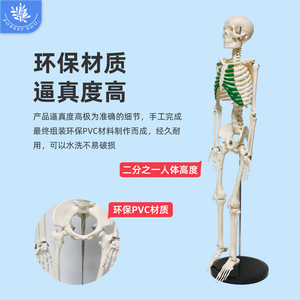 Modelo de esqueleto humano FRT012 de PVC para enseñanza médica, cráneo de 85 cm de altura, con modelo de esqueleto de sternum verde. - Product Image 2