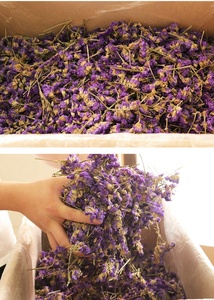 Wu Wang Wo ชาแห้งอย่าลืมฉันดอกไม้ชาแห้ง Myosotis sylvatica สำหรับชา - Product Image 6