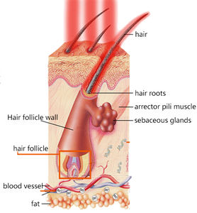 650nm Lt पेशेवर बालों के झड़ने उपचार लाल प्रकाश हेलमेट कम स्तर लेजर थेरेपी बालों के लिए लेजर थेरेपी - Product Image 4