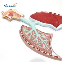Modèle du système respiratoire humain avec alvéoles agrandies, modèle pédagogique d'anatomie