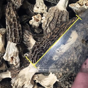 Funghi Morchella Esculenta Essiccati di Alta Qualità in Offerta - Product Image 4