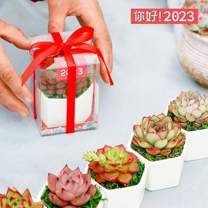 Succulent Plants Potted Indoor Outdoor Decorative Gift Round Plastic Container Factory Direct Large Beautiful Cute - Product Image 3