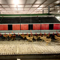 Nouveau Nid à Poules Automatique Grande Capacité 24 Alvéoles en Acier Galvanisé à Chaud avec Collecte Automatique des Œufs pour Poules Pondeuses