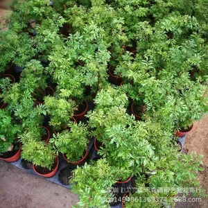 Tanaman Ficus Berdaun Halus dalam Pot untuk Ruang Tamu, Tanaman Hijau Indoor, Pohon Uang, Batang Pohon Selalu Hijau, Empat Musim, Pemurni Udara, Model Cina 050305 - Product Image 4