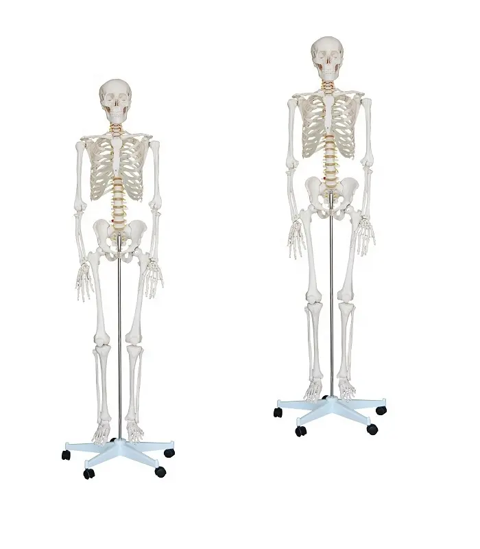 Medical life size real human skeleton for sale