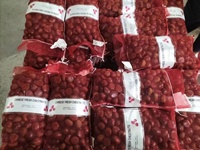 Nieuwe groothandel 2023 Nieuwe oogst verse kastanjes en noten geëxporteerd naar China en eerste kwaliteit voedingsmiddelen rauwe snack