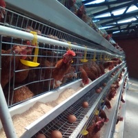 Nouvelle cage à poules pondeuses entièrement automatique de type H pour 5000 oiseaux, en acier galvanisé