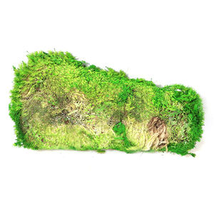 Musgo de micropaisaje blanco fresco <span class=keywords><strong>para</strong></span> <span class=keywords><strong>tierra</strong></span> de agua interior <span class=keywords><strong>para</strong></span> tanque maceta suculenta pared flores al por mayor <span class=keywords><strong>para</strong></span> el Día de San Valentín - Product Image 5