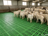 Plancher à lattes en plastique haute résistance pour élevage de porcs, moutons, poulets et autres animaux d'élevage