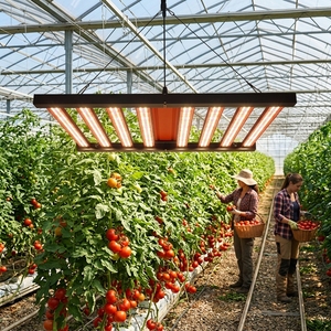 Lámpara <span class=keywords><strong>LED</strong></span> de <span class=keywords><strong>Cultivo</strong></span> de Espectro Completo de 800W Comercial con Diseño de Lente para <span class=keywords><strong>Cultivo</strong></span> de Vegetales en Invernadero de Alto Rendimiento - Product Image 5
