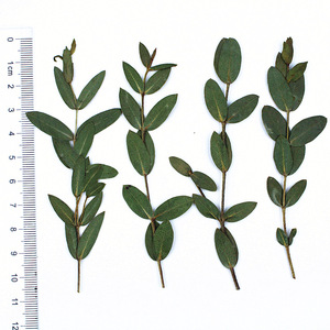 Feuilles et branches d'<span class=keywords><strong>eucalyptus</strong></span> séchées naturelles pour la création de cadres photo, marque-pages, cartes et décoration intérieure - Product Image 6