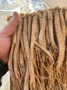 Erva chinesa Codonopsis Raiz Planta inteira ou fatia Codonopsis Ginseng Codonopsis Lanceolata - Product Image 3