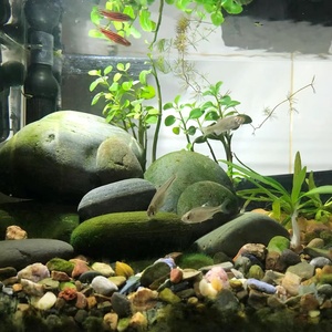 Ciottoli Colorati Lavati ad Acqua, <span class=keywords><strong>Pietre</strong></span> Decorative per Acquario, <span class=keywords><strong>Pietre</strong></span> Naturali per Paesaggistica, Piccole Rocce di Fiume al Miglior Prezzo - Product Image 6