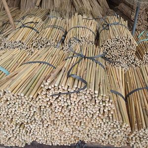Estacas de bambú personalizadas 100% | Fábrica de Vietnam | Tratamiento para soporte de plantas - Product Image 3