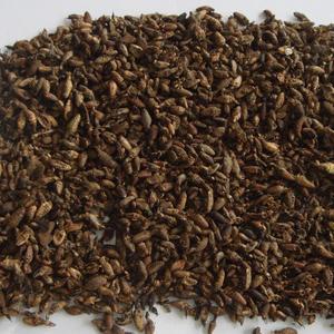 Insectes naturels séchés Jin Sha Niu (Hagenomyia micans) à vendre - Product Image 3