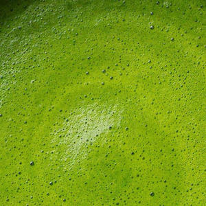 Benutzer definierte Handelsmarke Japanisches Bio-Matcha-Grüntee-Pulver in zeremonieller Qualität Neue Verpackung im Karton oder in der Flasche - Product Image 3