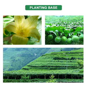 Vente en gros <span class=keywords><strong>fruit</strong></span> de <span class=keywords><strong>moine</strong></span> 1:1 substitut <span class=keywords><strong>du</strong></span> sucre <span class=keywords><strong>fruit</strong></span> de <span class=keywords><strong>moine</strong></span> <span class=keywords><strong>lakanto</strong></span> avec édulcorant érythritol - Product Image 6