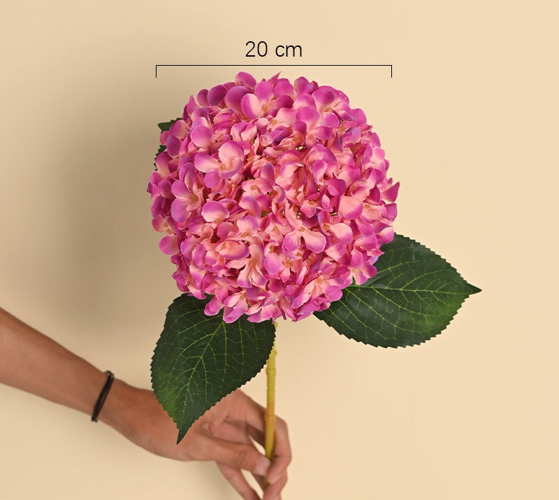 Rosa02