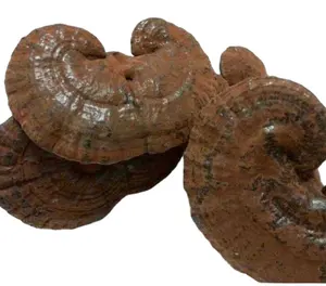 Reishi <span class=keywords><strong>Ganoderma</strong></span> Natural, Entero, Crudo, Puro, Silvestre y Seco para Té Saludable - Product Image 1