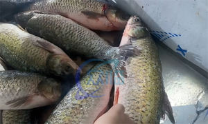 เครื่องขูดเกล็ดปลาอัตโนมัติ Zolim สำหรับสายการผลิต<span class=keywords><strong>ปลา</strong></span> กำลังการผลิต 500-600 กิโลกรัม/ชั่วโมง แรงดันไฟฟ้า 380 โวลต์ - Product Image 4