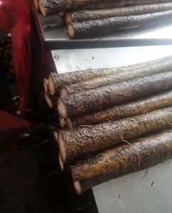 Cây ngưu bàng Trung Quốc cây ngưu bàng tươi - Product Image 2