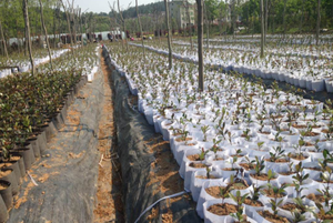 Approvisionnement d'usine professionnel Gallon aéroponique sacs de culture écologique biodégradable semis planteur jardin différentes tailles pas cher - Product Image 6