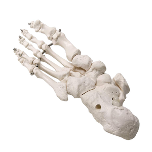 Modelo de cuerpo humano PVC silicona marco de plástico chino modelo masaje de pies modelo de pie 3D - Product Image 2