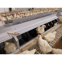 Nouvelle boîte à poules automatique à roulement continu pour poules pondeuses, construction en acier galvanisé