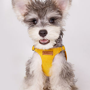 Coleira e Arnês para Cães Pequenos e Filhotes, Personalizado para Uso ao Ar Livre - Product Image 6