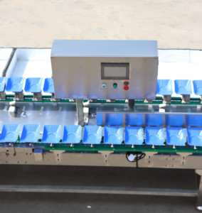 Machine de tri et de calibrage pour produits alimentaires : concombre de mer, Ostrea Edulis, Sardina Pilchardus, Homarus, Gammarus, Basa, poisson, maquereau - Product Image 3