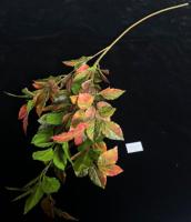 Nouvelles Branches Artificielles de Banyan et Fleurs Jaunes d'Osmanthus pour Décoration Maison et Fêtes - Collection 2026