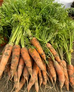 Cenoura Orgânica Variedade 316 Vermelha 20cm 0.15kg Caixa Pequena Média Grande Alimentos Frescos Vegetais 3 Meses de Validade para Armazenamento Frio - Product Image 2