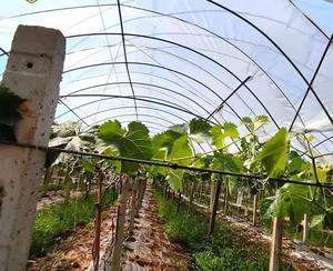 Nhà máy trực tiếp Tùy chỉnh cao cấp cường độ cao PO phim nhà kính đa chức năng nông nghiệp nhựa cao cấp minh bạch - Product Image 2