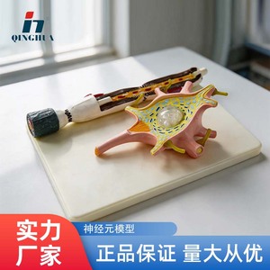 Modèle de nerf humain amplifié Qinghua, modèle de nerf humain médical, modèle de structure de fibre nerveuse - Product Image 5