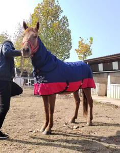 <span class=keywords><strong>Couverture</strong></span> réglable pour animaux de cheval, tapis Standard pour déplacement d'hiver, <span class=keywords><strong>avec</strong></span> <span class=keywords><strong>couverture</strong></span> de <span class=keywords><strong>cou</strong></span> amovible, imperméable, doublure rembourrée et rembourrée - Product Image 3