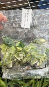 3-5cm Minhui Monstera Epipremum Pinnatum Aurea variegata <span class=keywords><strong>piante</strong></span> d'appartamento tropicali Indoor di alta qualità - Product Image 2