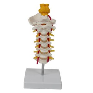 Modèle personnalisé de vertèbres cervicales en 7 sections, de la calotte occipitale et du tronc cérébral, échelle 1:1, pour l'enseignement de la colonne cervicale humaine et - Product Image 4