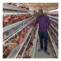 Équipement de Système d'Élevage Avicole pour Poules Pondeuses, Cage en Batterie pour Poulets Pondeurs à Vendre