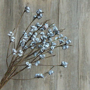 CAELL <span class=keywords><strong>Etsy</strong></span> Vente Flash Fruits d'eucalyptus pour vases Fleur séchée longue durée pour la décoration de la maison 100% Feuilles d'eucalyptus naturelles - Product Image 1