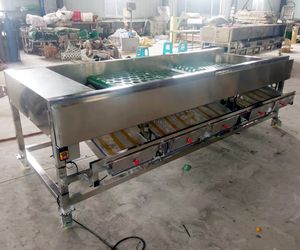 Machine de tri et de calibrage industrielle pour agrumes, oignons, fruits et légumes - Product Image 4