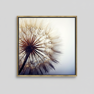 Impression sur toile de pissenlit en gros plan : Art botanique minimaliste élégant, toile encadrée dorée - Product Image 2