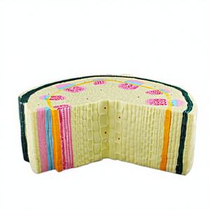 Modelo de Tallo de Dicotiledón Kepu 36521, Secciones Transversales <span class=keywords><strong>y</strong></span> Longitudinales, No Eléctrico, para Enseñanza de Biología en Laboratorios de Escuelas Secundarias - Product Image 1