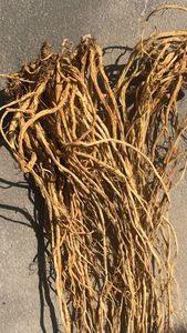 1KG de racines naturelles brutes de radix gentianae, vente à l'eau - Product Image 3